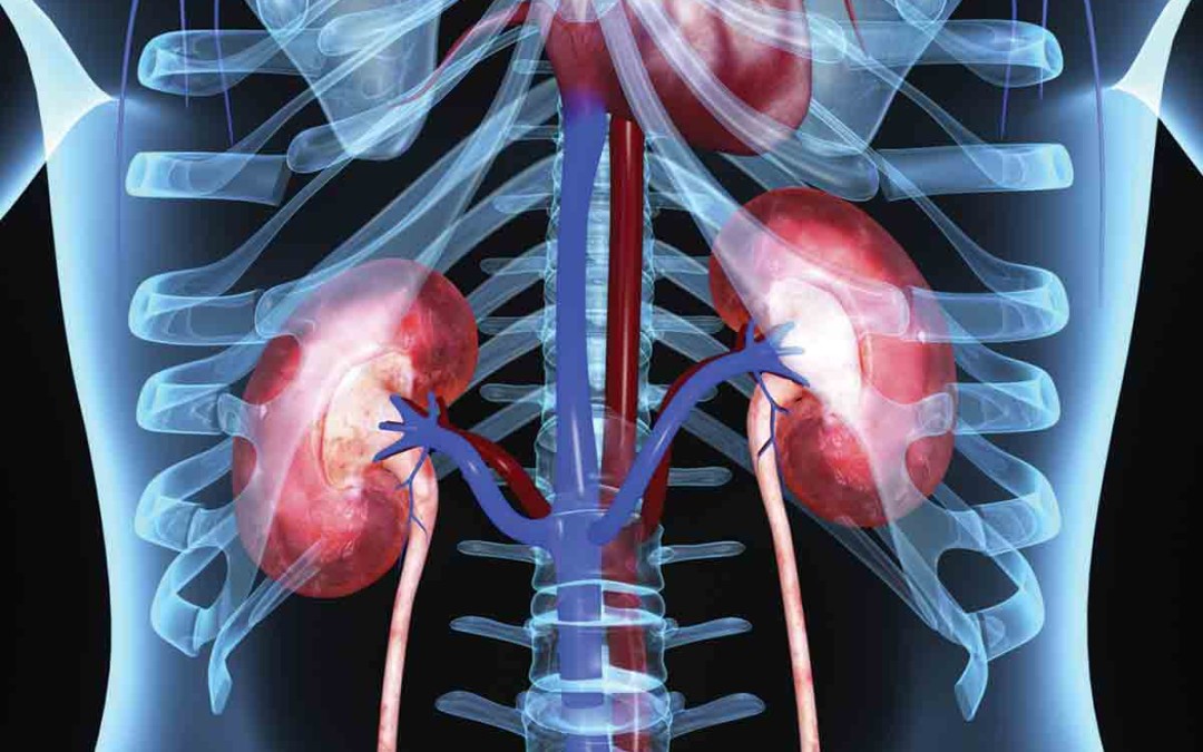 All About Kidney Disease